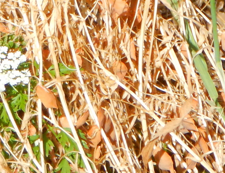 Margeride(2).JPG