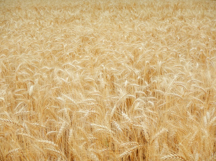 Margeride(6).JPG