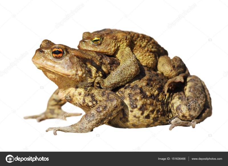 crapauds.jpg