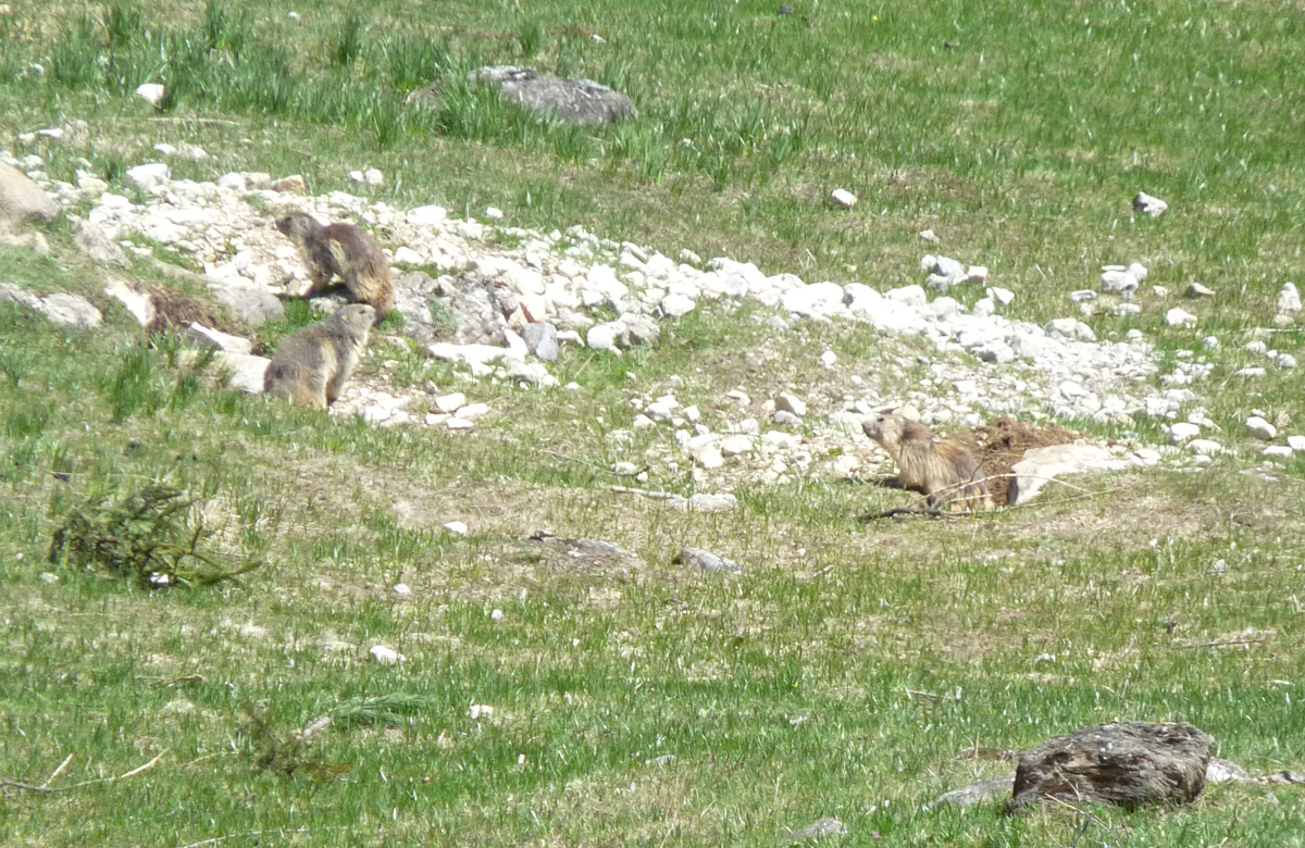 marmottes.jpg