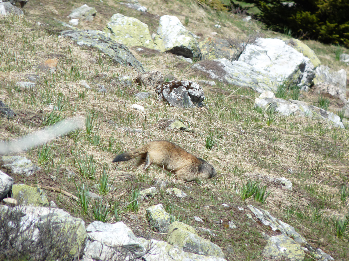 marmottes2.jpg