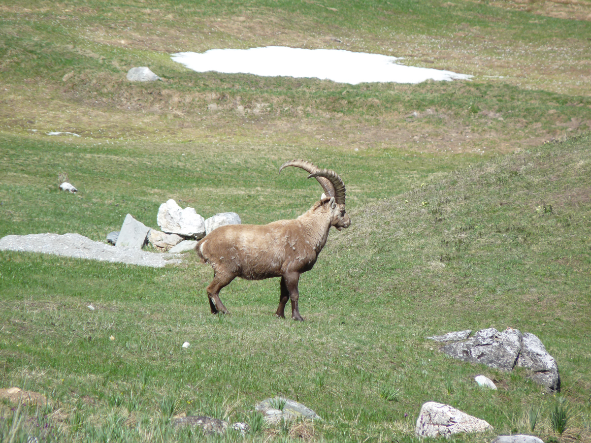 bouquetin.jpg