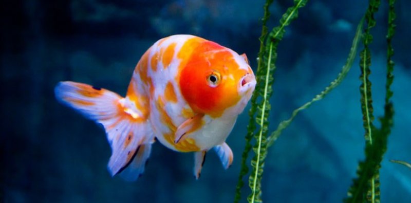 GoldfishHeroBanner.jpg