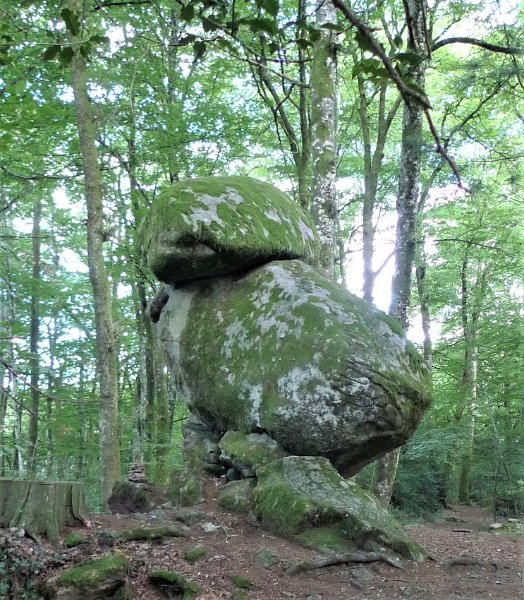 Gros poussin.JPG
