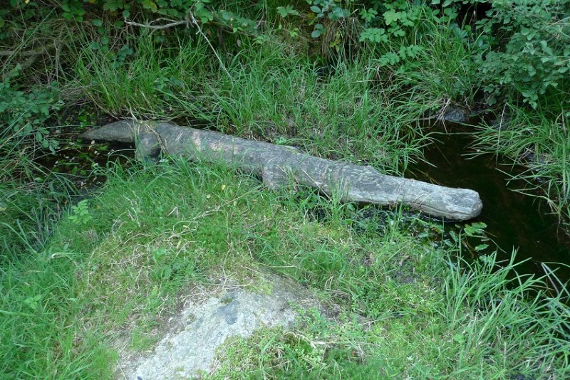 Croco bis.JPG