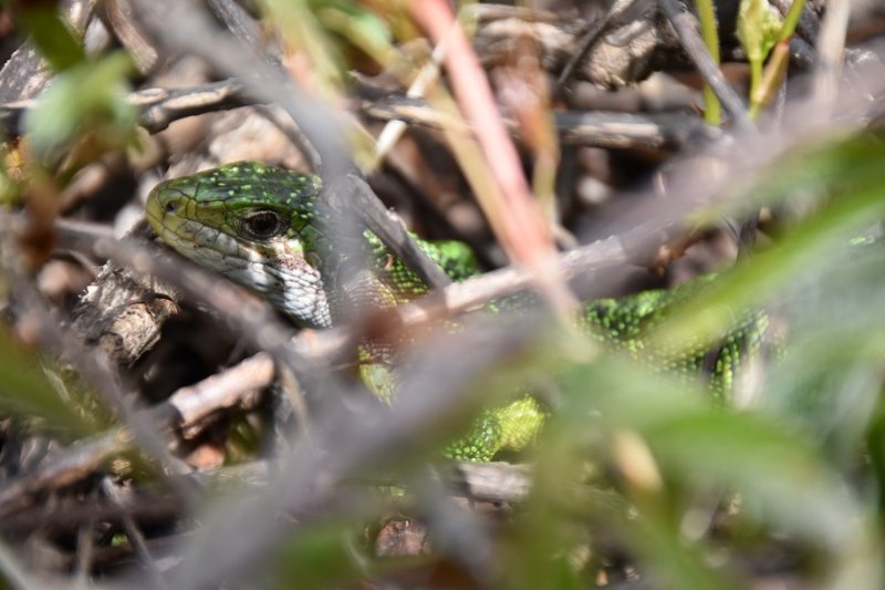Royal 2024 (410).JPG