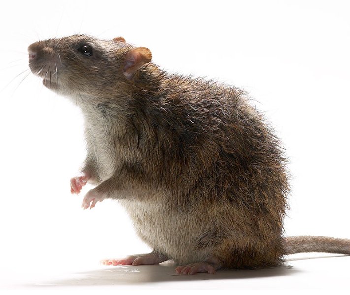 Rat-7-1-800x675.jpg