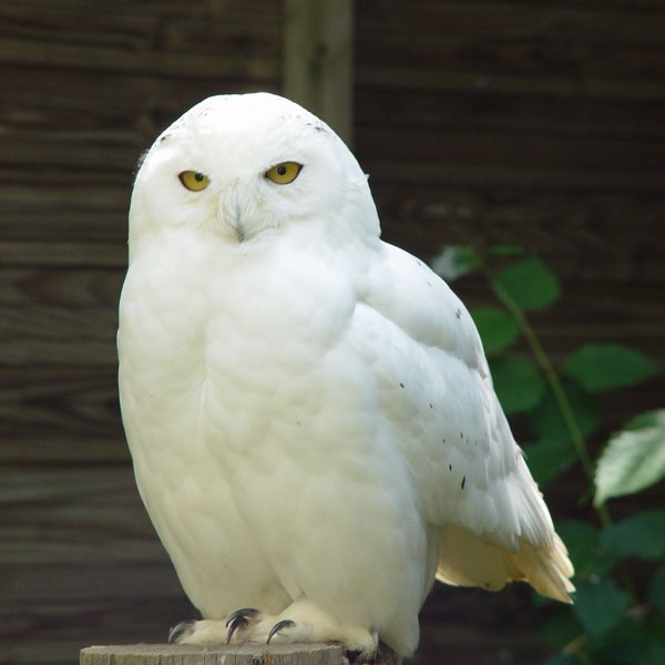 Harfang.jpg