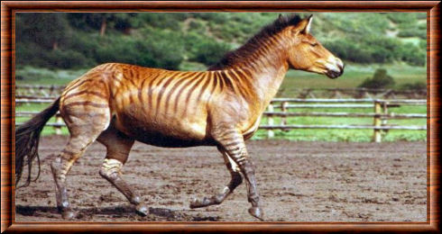 zorse.jpg