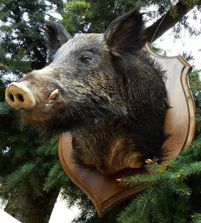 hure-de-sanglier-via-trefle-com.jpg