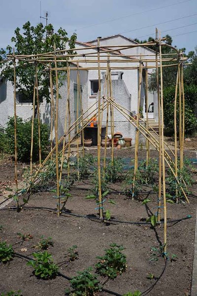 tomates2018.jpg